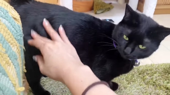 体の横をなでられる黒猫