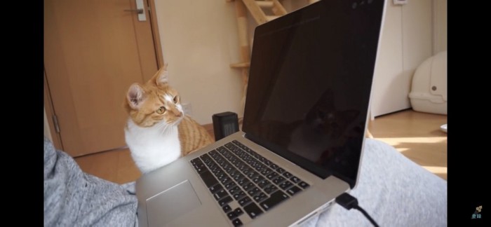 猫用動画