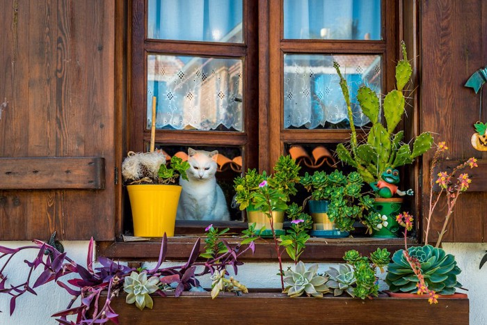 窓の外を見る猫とベランダに置かれた植木鉢