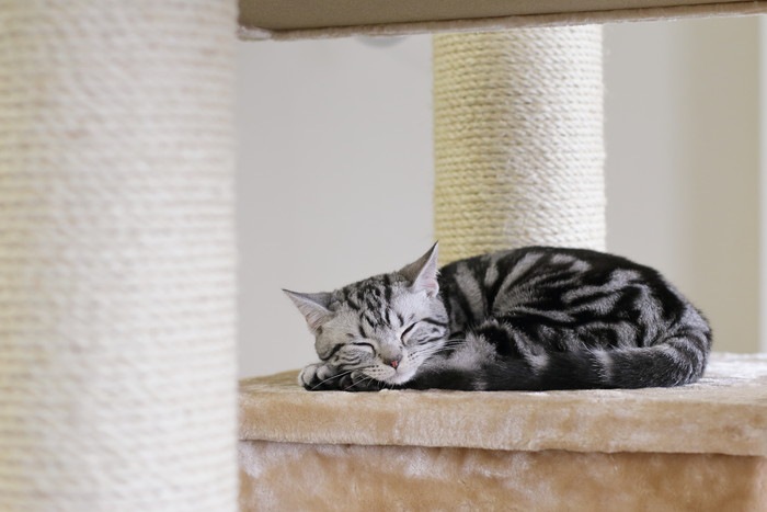キャットタワーで眠る子猫の写真