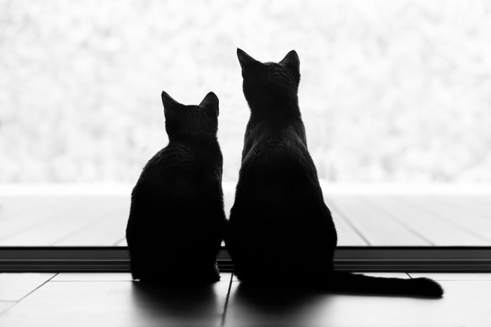 外を眺める2匹の猫