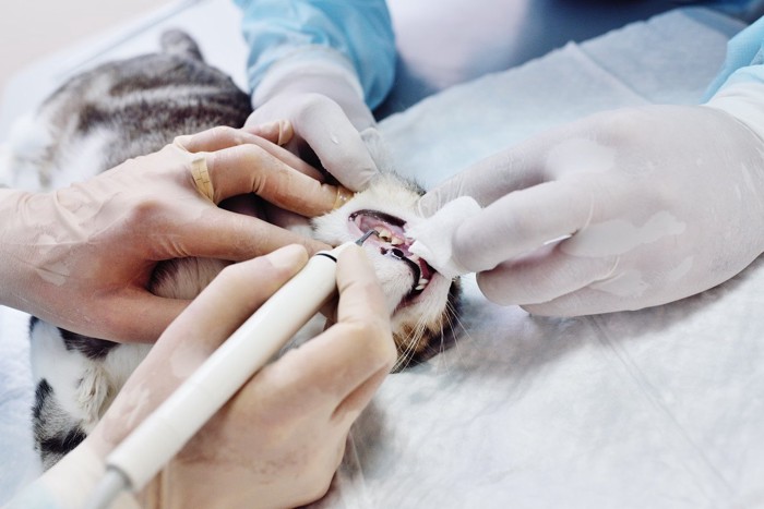 歯垢除去手術中の猫