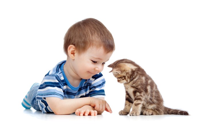 少年と遊ぶ子猫