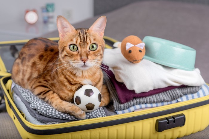 スーツケースの上の猫