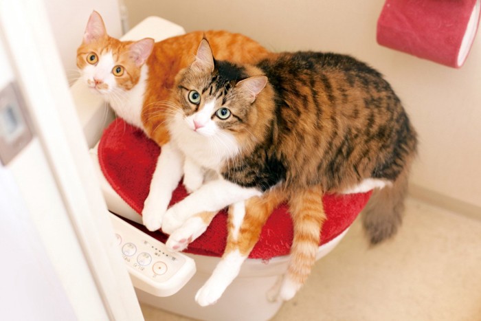 .二匹の猫に対してトイレが一つしかない様子