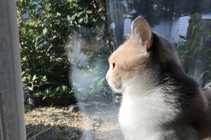 外を眺める猫