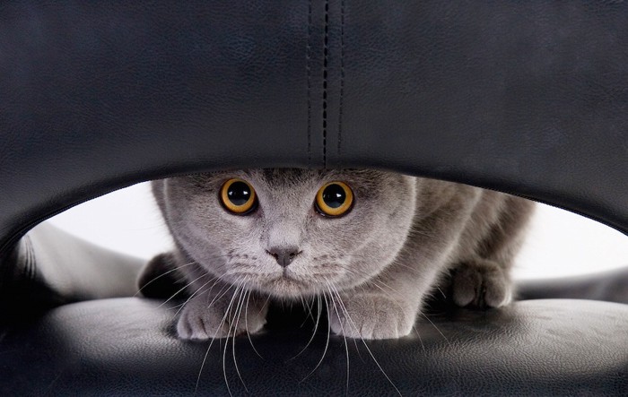 隠れてこちらを見つめる猫