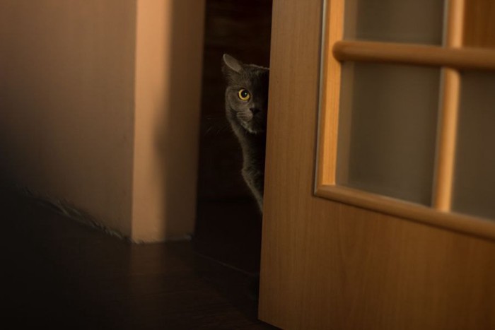 ドアに隠れている猫