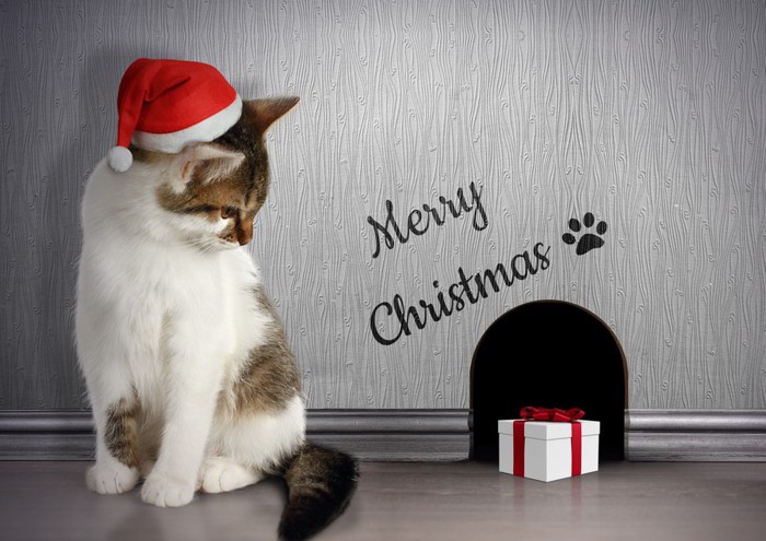 クリスマスカード風な猫