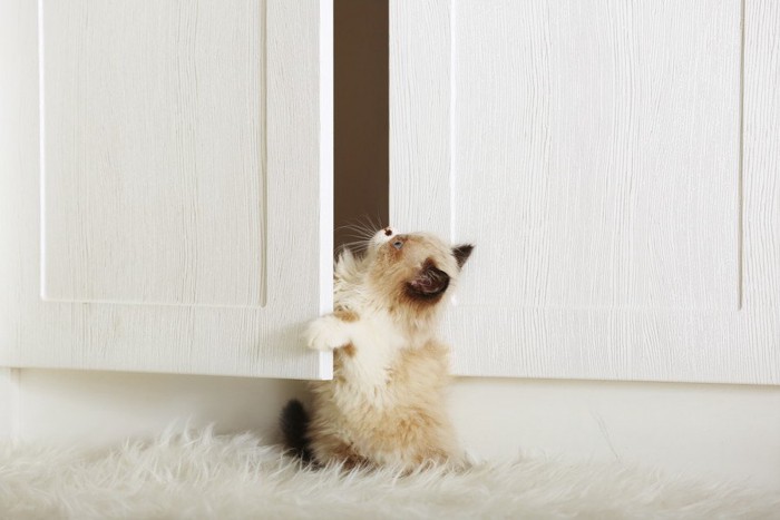 扉を開ける子猫