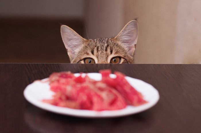 テーブルの上の食事を狙う猫