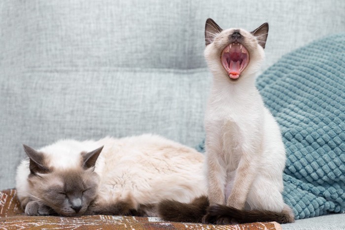 あくびをするシャム柄の子猫