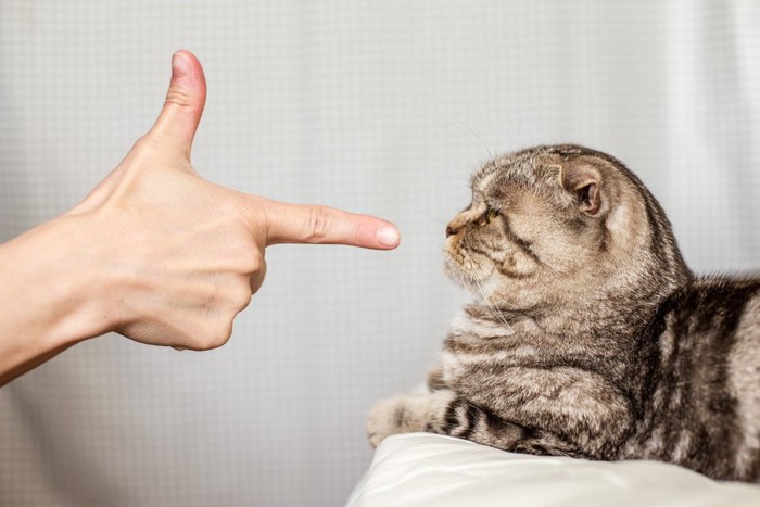 指をさされる猫