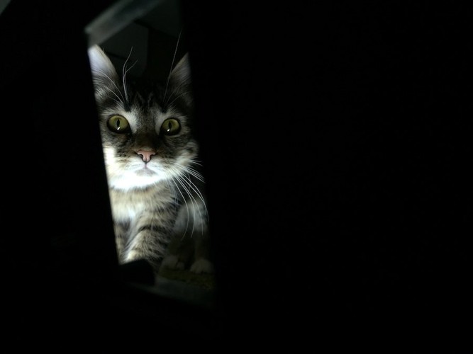 暗闇でこちらを見つめる猫