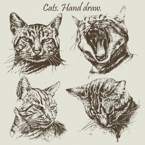 4匹の猫のリアルなイラスト