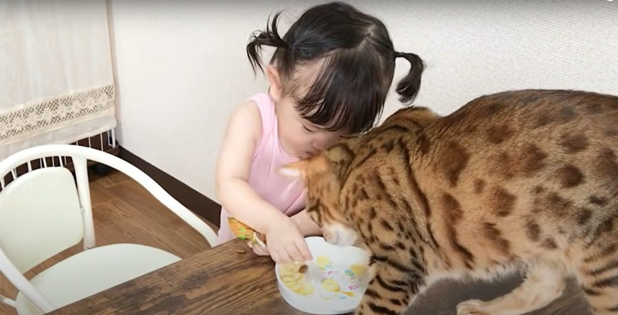 お皿におやつを入れる幼児と猫