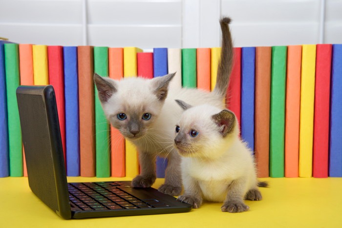 2匹の子猫とパソコン