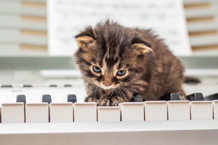 鍵盤の上の猫
