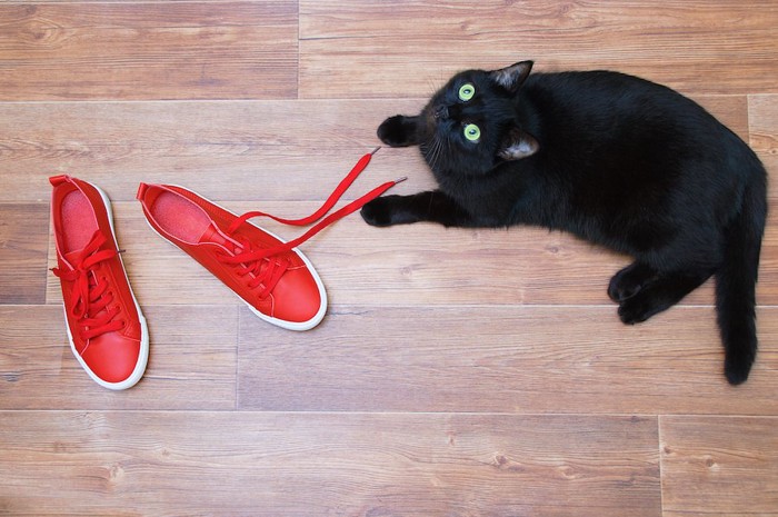 赤いスニーカーと黒猫