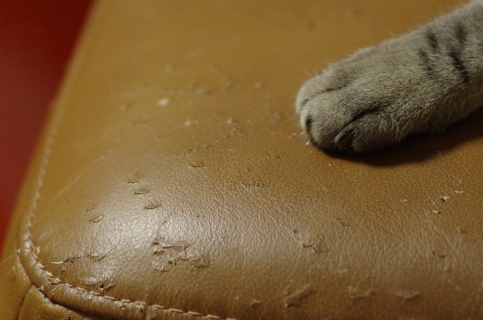 猫の手と爪とぎで傷ついたソファー