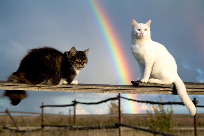 野良猫と虹の写真