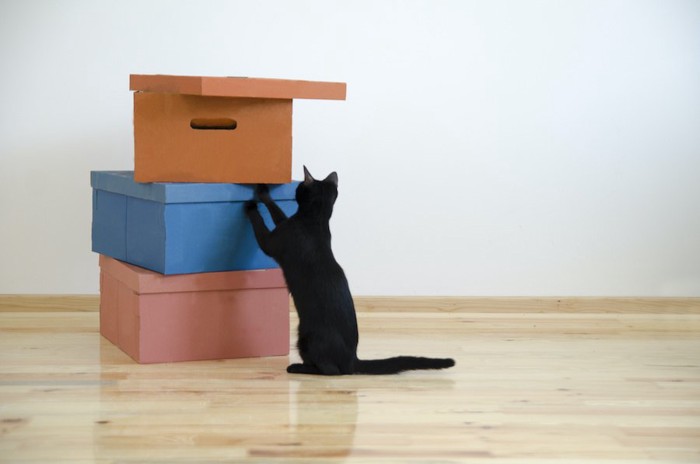 積まれた箱に興味を示す黒猫