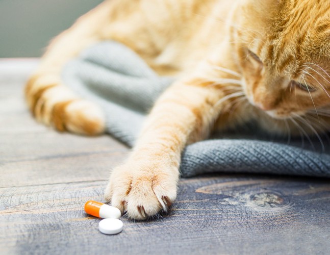 口内炎の薬を触る猫