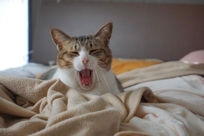 布団であくびをする猫