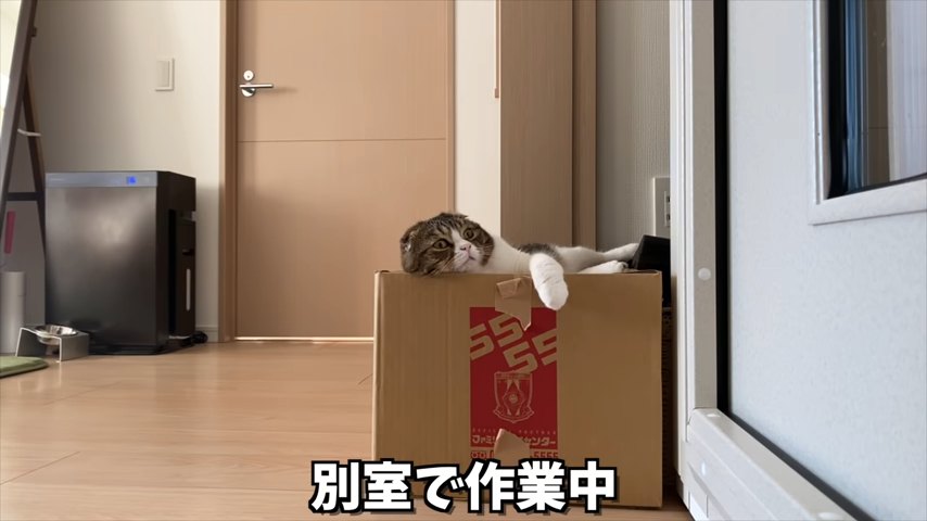 箱の上で寝そべる猫