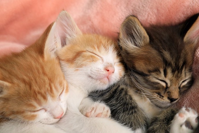 くっついて一緒に眠る3匹の子猫