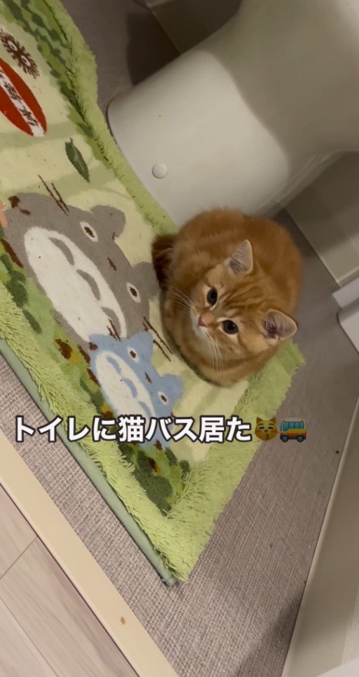 トイレマットの上の子猫6