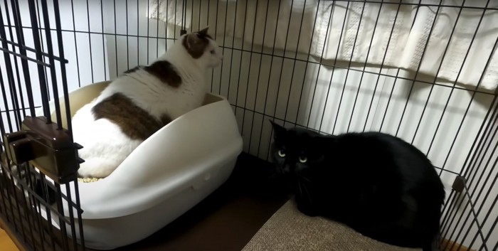 トイレを使う白い猫と、その横にいる黒猫