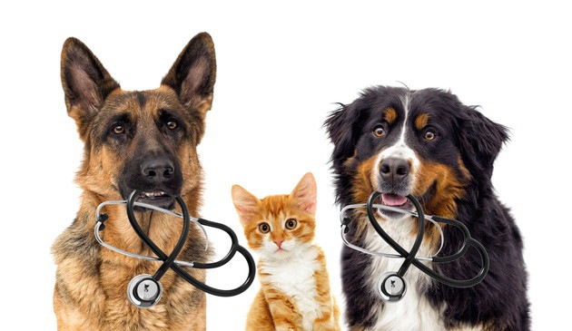 聴診器と犬と猫
