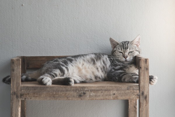 木のシェルフの上で寝る猫