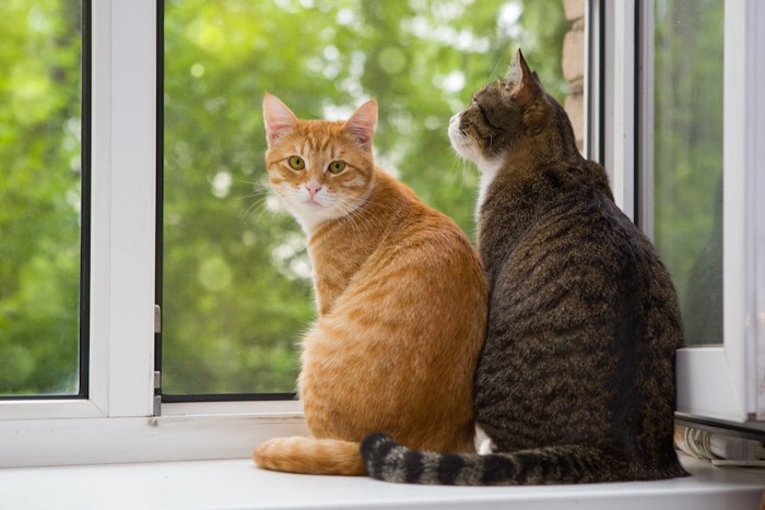 窓辺で振り返る猫と後ろ姿の猫