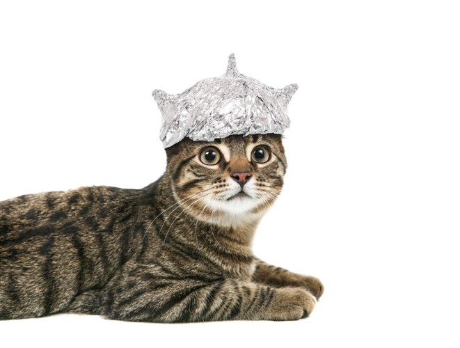 アルミホイルの帽子をかぶる猫
