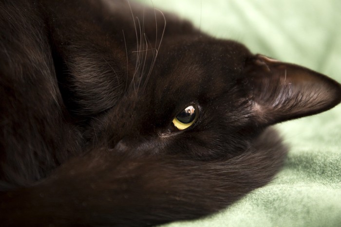 チラ見する黒猫