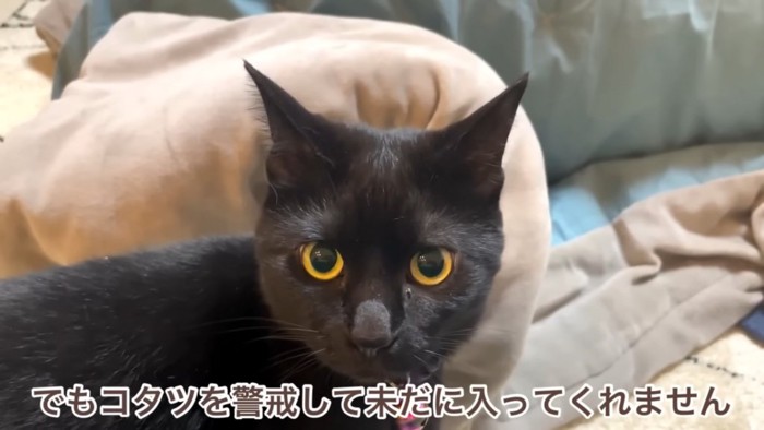 黒猫の顔