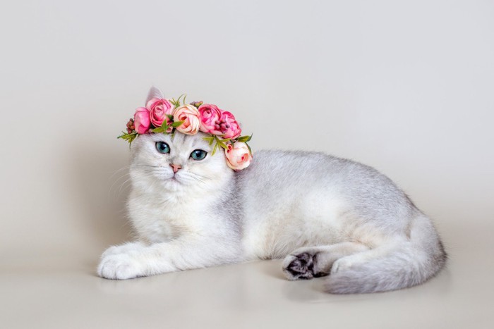 花かんむりを頭に乗せた猫