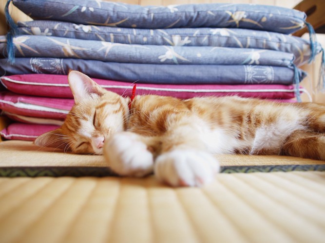 畳の上で気持ちよさそうに眠る猫