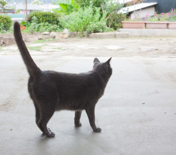 しっぽを立てるグレーの猫