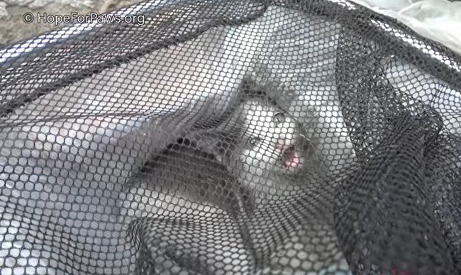 網につかまって鳴く子猫