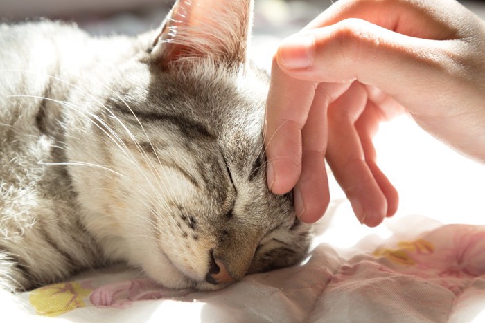 目をつぶる猫と人の手