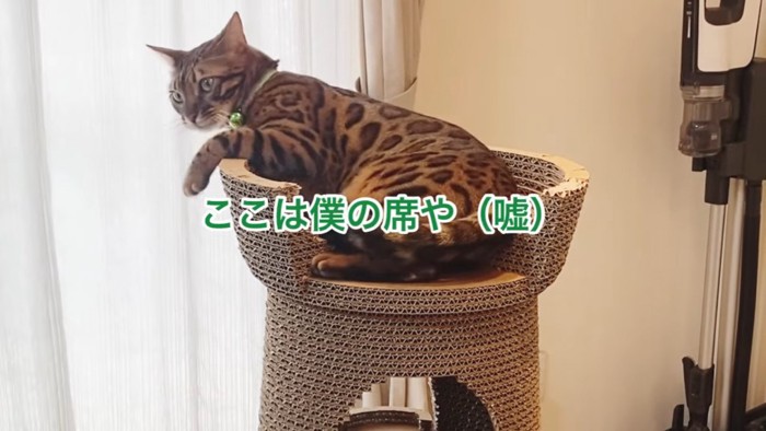 座る緑色の鈴の猫
