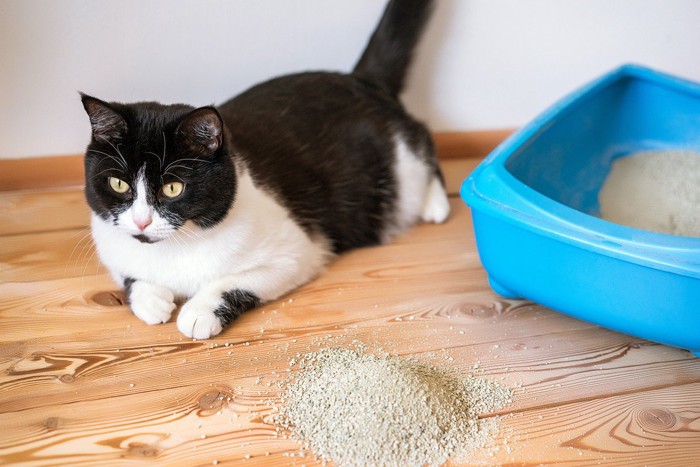 猫砂が散らかったトイレと猫