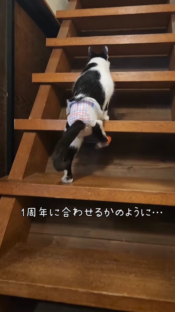 階段を上る猫3