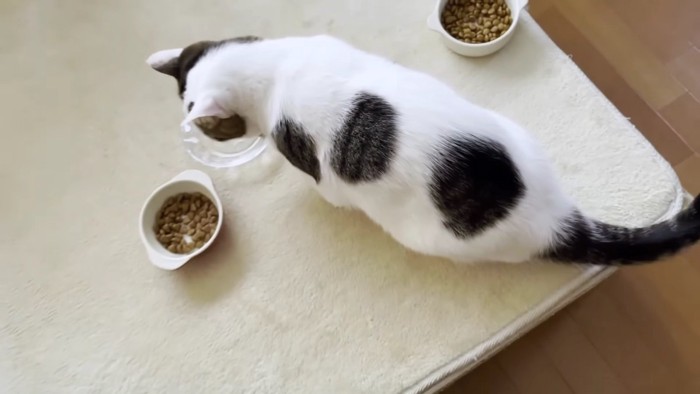 全員分の3つの皿を独り占めする猫