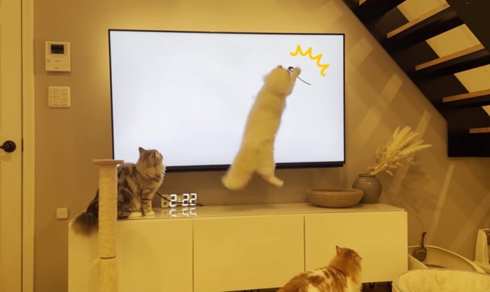 テレビに猫パンチをする猫