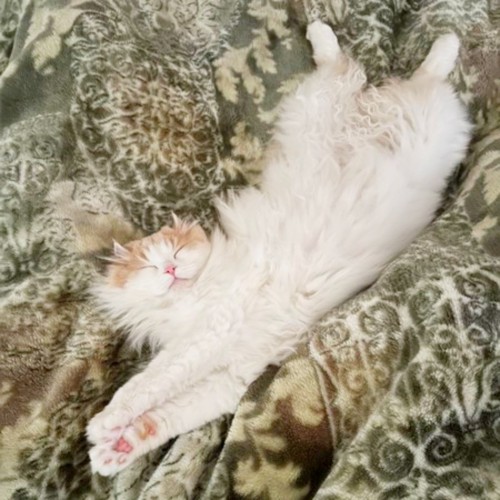 仰向けで体を伸ばして寝る猫