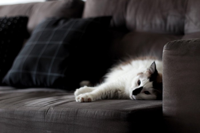 ソファで横になる猫